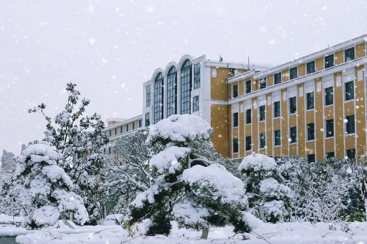 齐心协力战风雪，实干担当砺精兵丨中州国际集团组织开展除冰扫雪活动